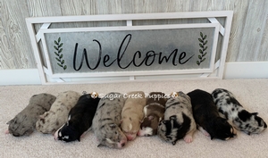 Skyler's litter